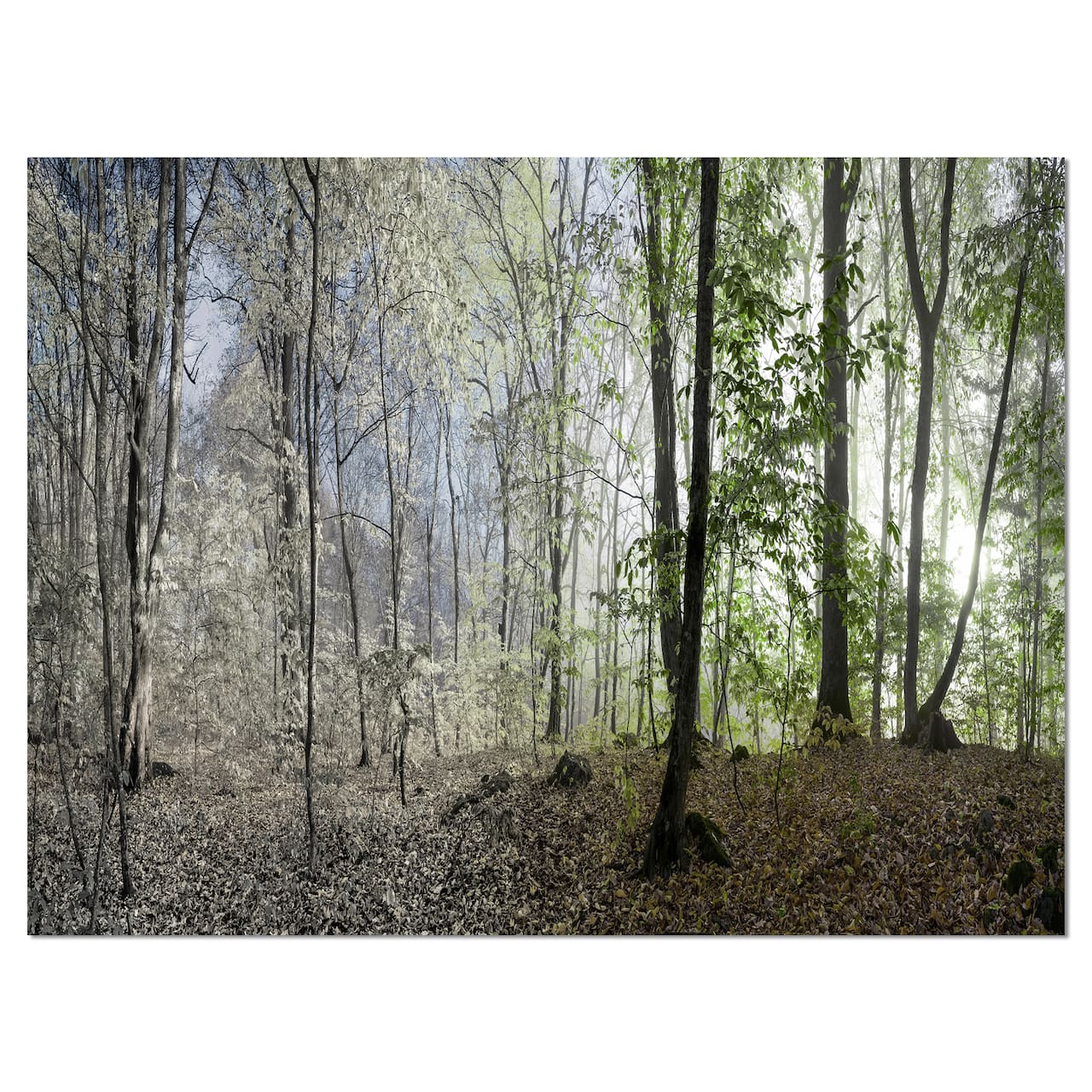 Designart - Green Morning in Forest Panorama - Landscape Canvas Art Print